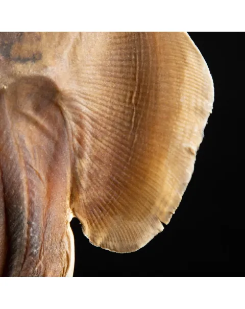 Rhinobatos productus