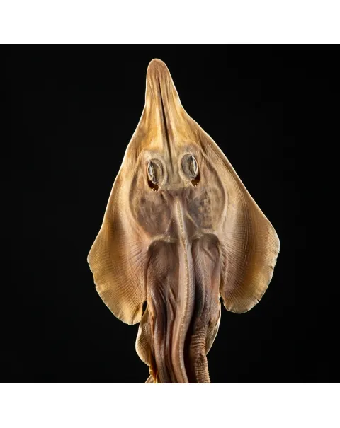 Rhinobatos productus