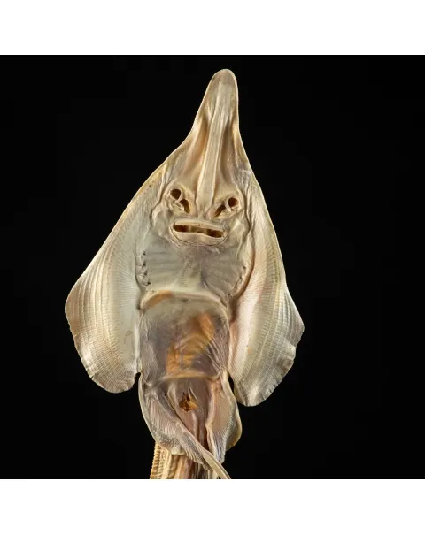 Rhinobatos productus