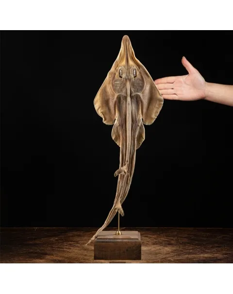 Rhinobatos productus