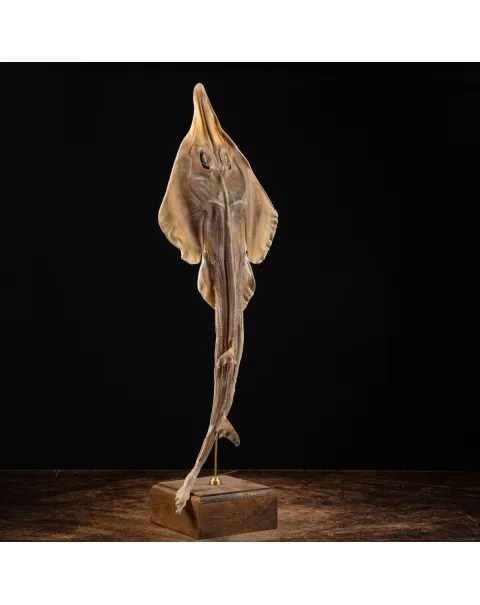 Rhinobatos productus