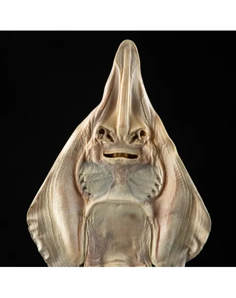 Rhinobatos productus