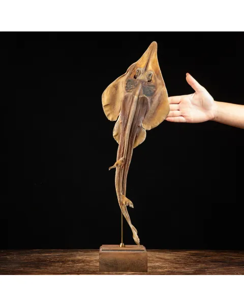 Wunderkammer pesce chitarra alieno "Jenny Haniver"