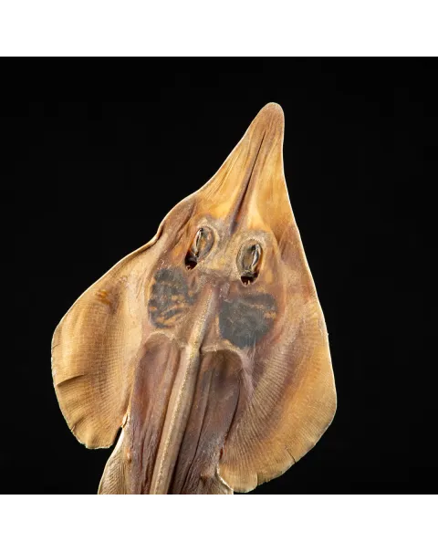 Wunderkammer pesce chitarra alieno "Jenny Haniver"