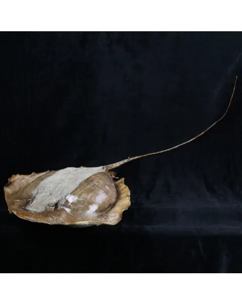 Razza "Stingray" - Myliobatoidei sp.
