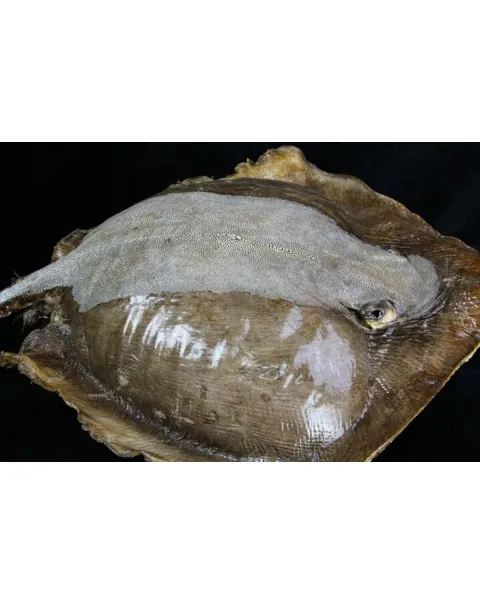Razza "Stingray" - Myliobatoidei sp.