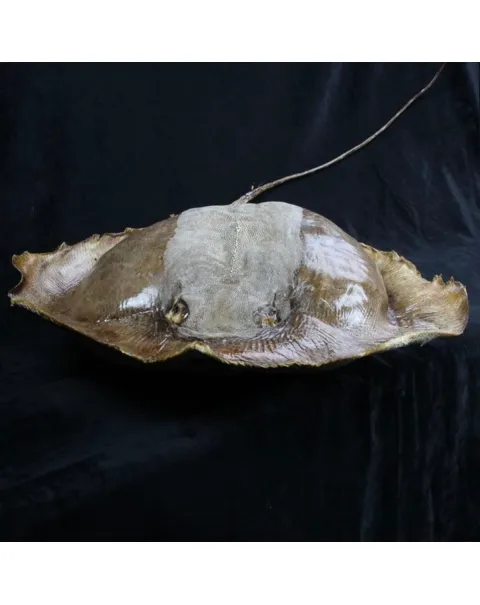 Razza "Stingray" - Myliobatoidei sp.