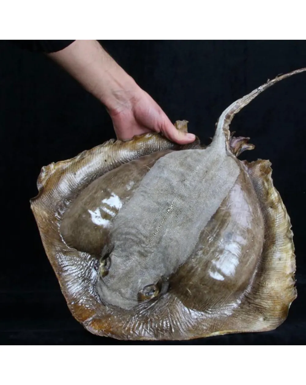 Razza "Stingray" - Myliobatoidei sp.