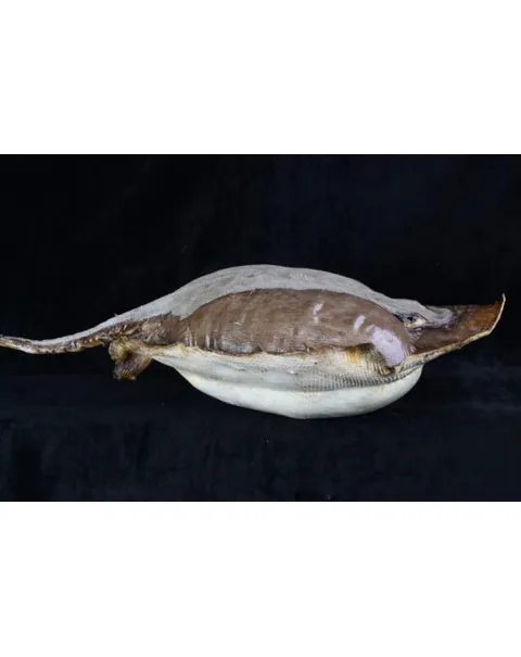 Razza "Stingray" - Myliobatoidei sp.