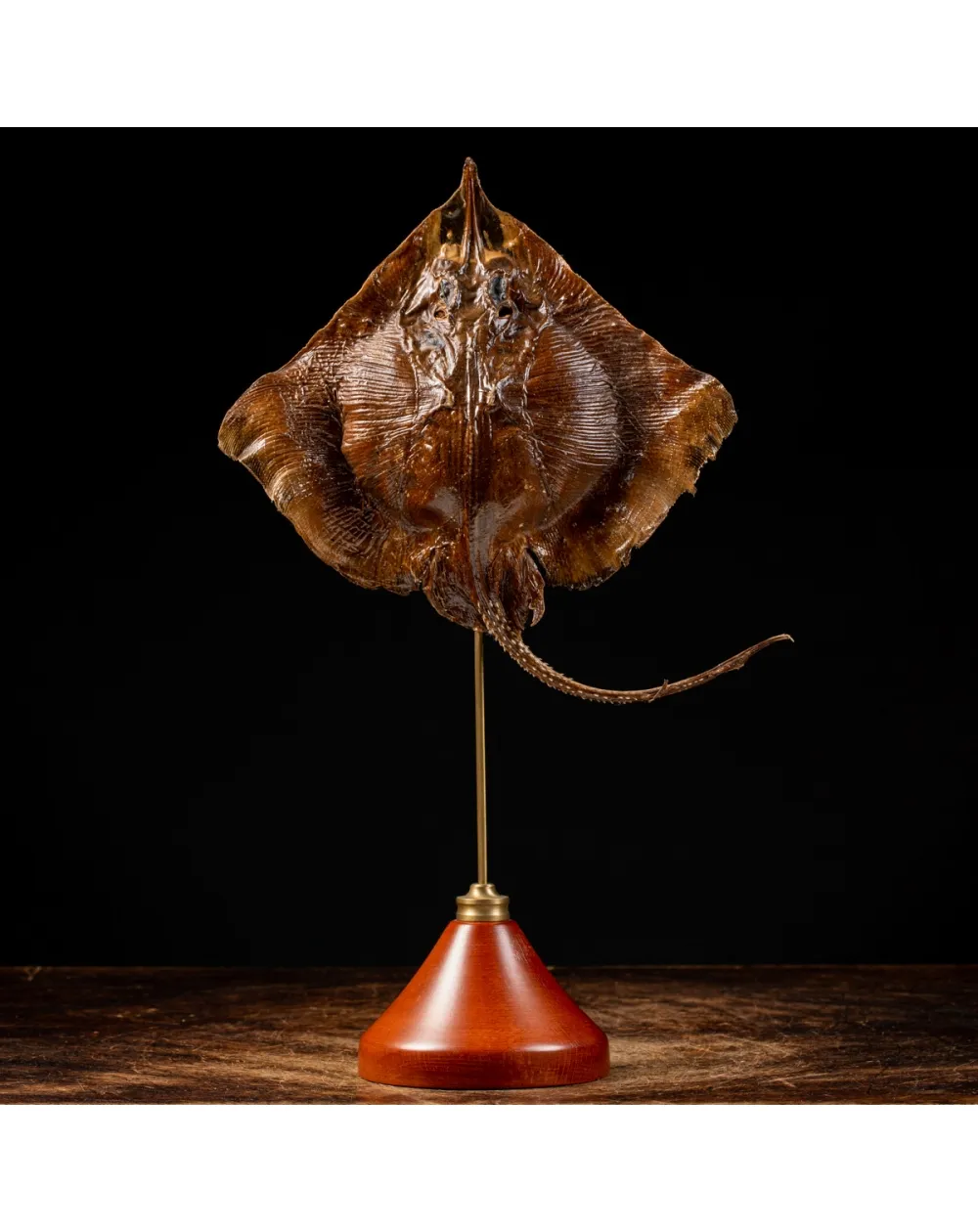 Razza "Stingray" - su Piedistallo