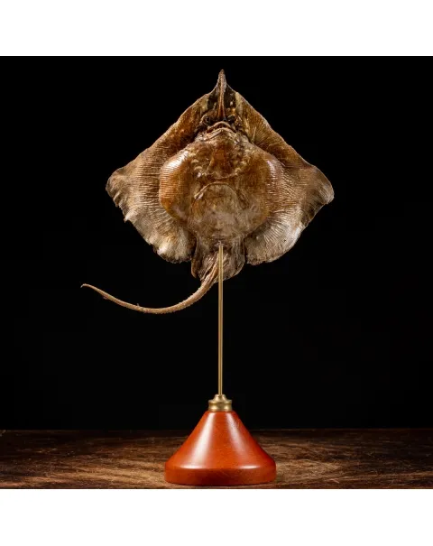 Razza "Stingray" - su Piedistallo