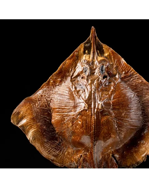 Razza "Stingray" - su Piedistallo