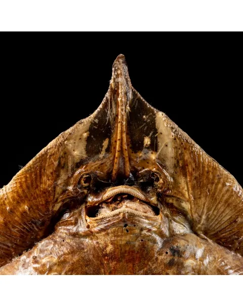 Razza "Stingray" - su Piedistallo