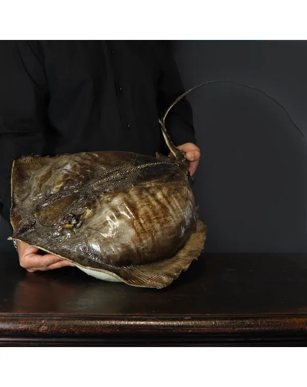 Razza "Stingray" - Myliobatoidei sp.