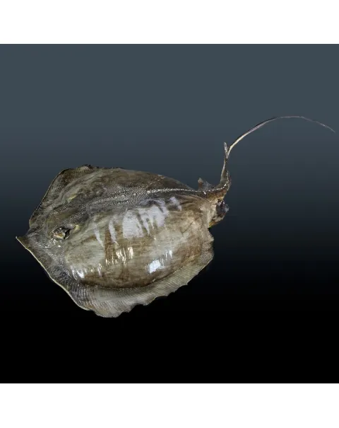 Razza "Stingray" - Myliobatoidei sp.