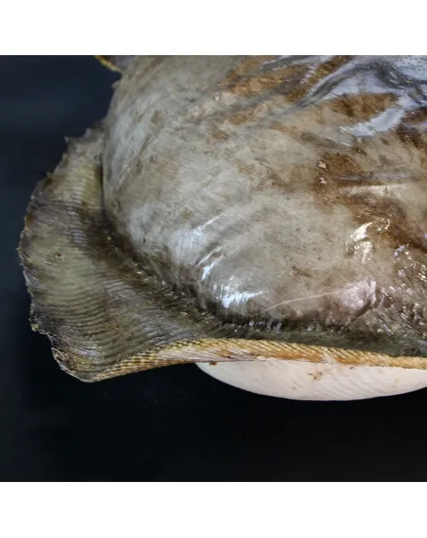 Razza "Stingray" - Myliobatoidei sp.