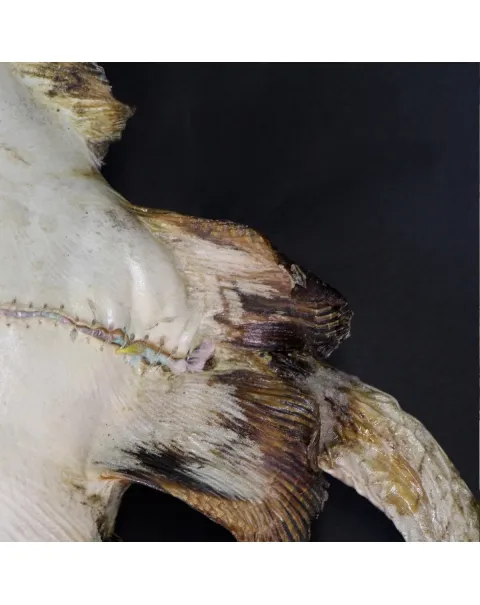 Razza "Stingray" - Myliobatoidei sp.