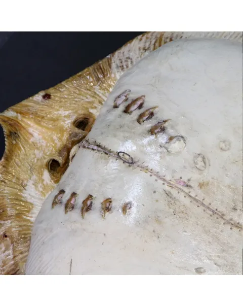 Razza "Stingray" - Myliobatoidei sp.
