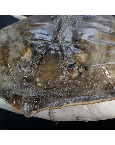 Razza "Stingray" - Myliobatoidei sp.
