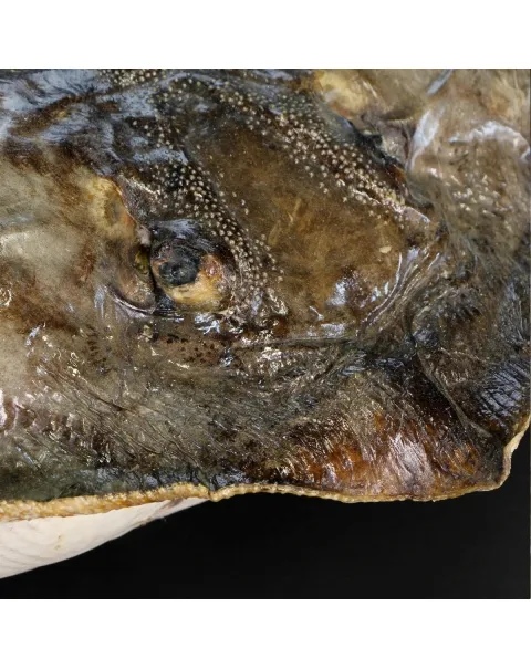 Razza "Stingray" - Myliobatoidei sp.
