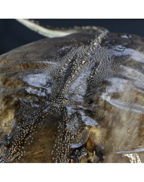 Razza "Stingray" - Myliobatoidei sp.