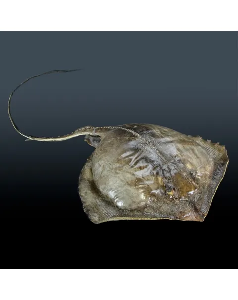Razza "Stingray" - Myliobatoidei sp.