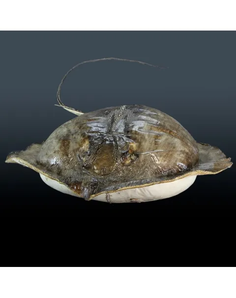 Razza "Stingray" - Myliobatoidei sp.