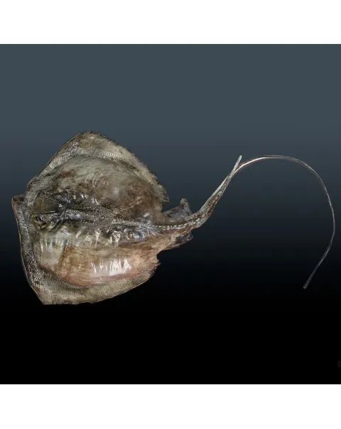 Razza "Stingray" - Myliobatoidei sp.