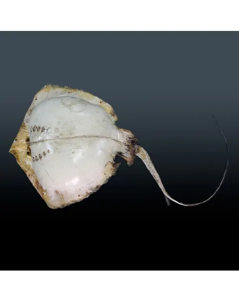 Razza "Stingray" - Myliobatoidei sp.
