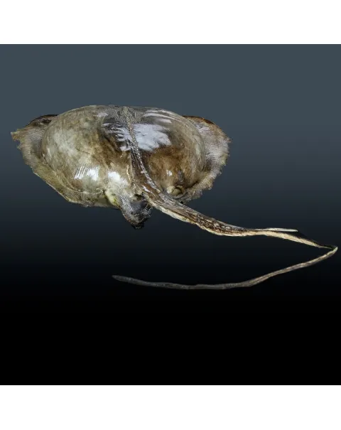 Razza "Stingray" - Myliobatoidei sp.