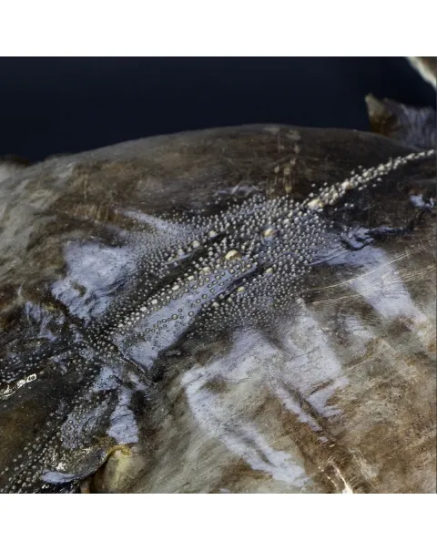 Razza "Stingray" - Myliobatoidei sp.