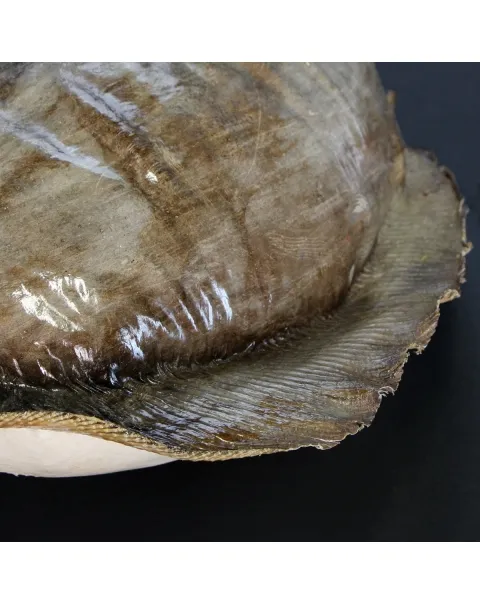 Razza "Stingray" - Myliobatoidei sp.