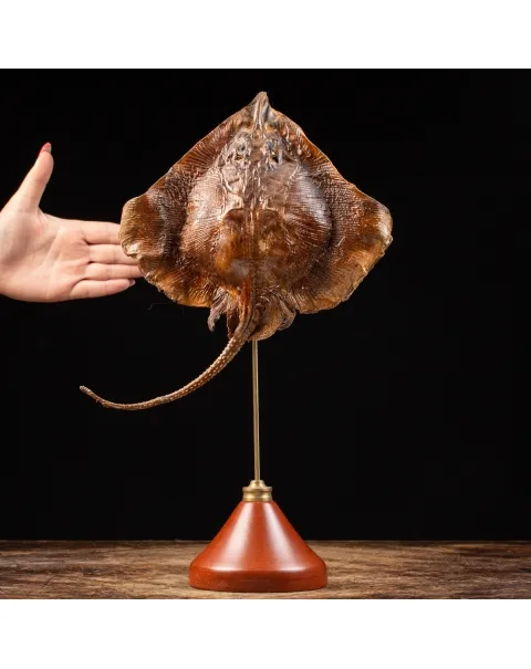 Razza "Stingray" - su Piedistallo