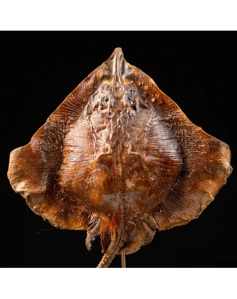 Razza "Stingray" - su Piedistallo