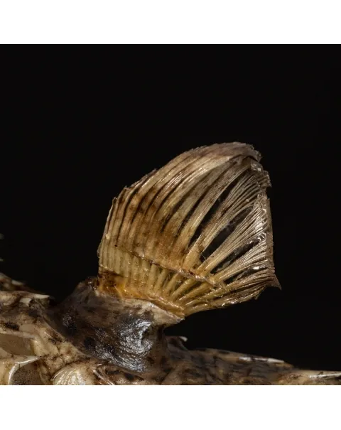 Tetraodontidae sp.