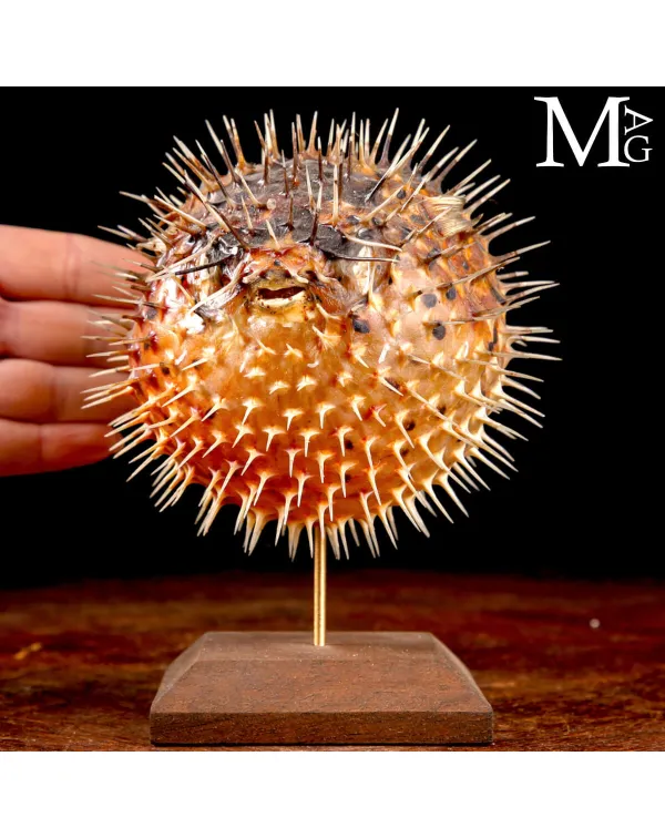 Pesce Palla Essiccato – Collezione Naturalistica