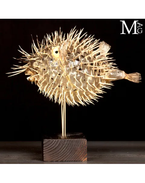 Pesce Palla su Base in Legno e Ottone.