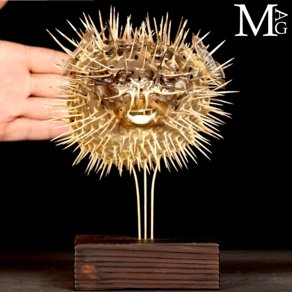 Pesce Palla su Base in Legno e Ottone.
