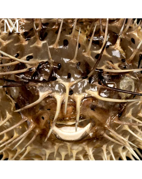 Pesce Palla su Base in Legno e Ottone.