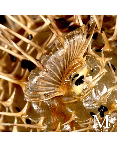 Pesce Palla su Base in Legno e Ottone.
