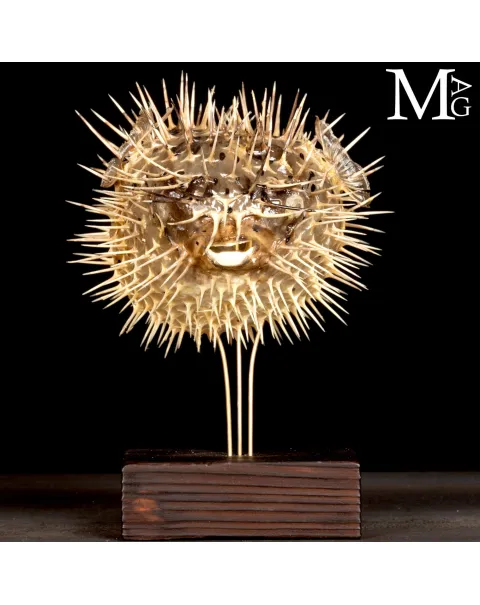 Pesce Palla su Base in Legno e Ottone.