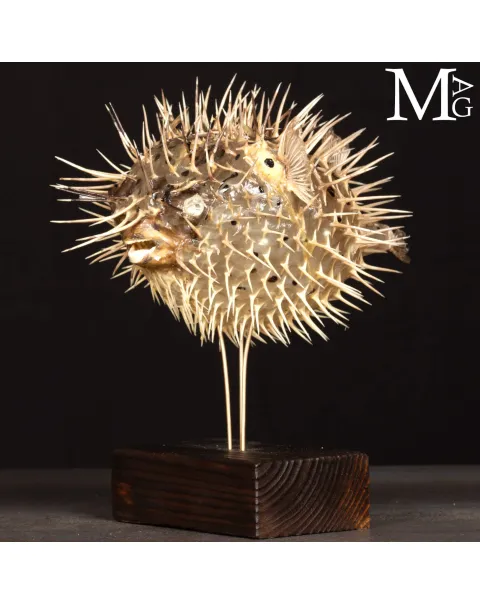 Pesce Palla su Base in Legno e Ottone.