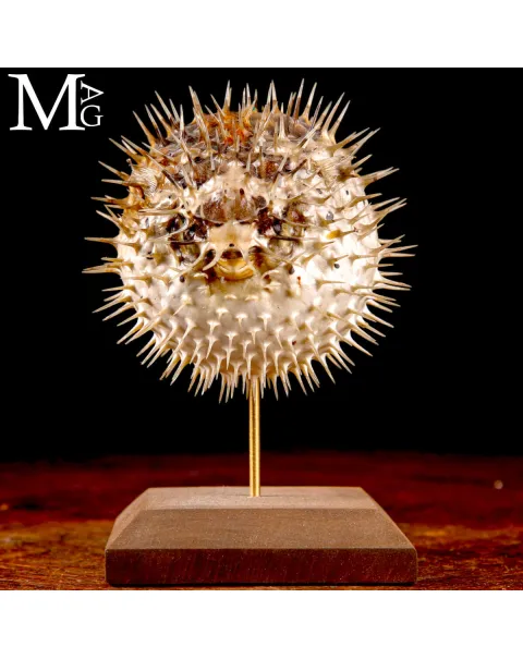 Pesce Palla – Cabinet de Curiosités