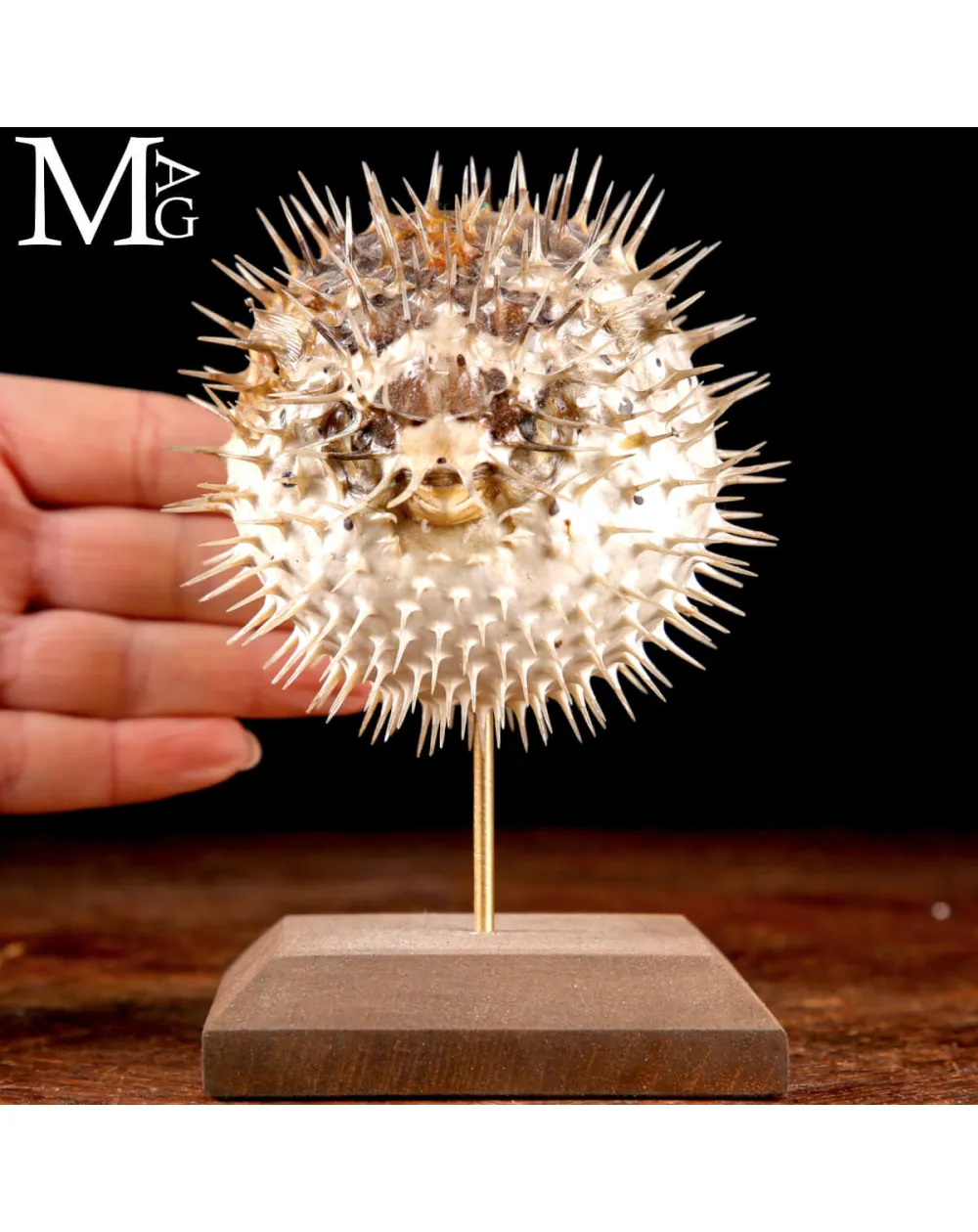 Pesce Palla – Cabinet de Curiosités