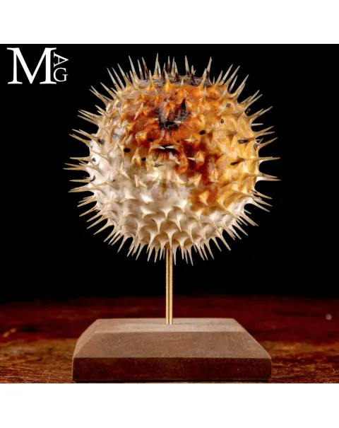 Pesce Palla – Cabinet de Curiosités