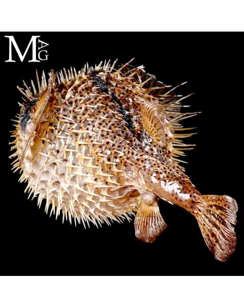 Pesce Palla Essiccato – Tetraodontidae