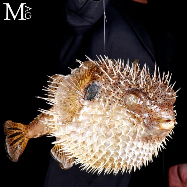 Pesce Palla Essiccato – Tetraodontidae