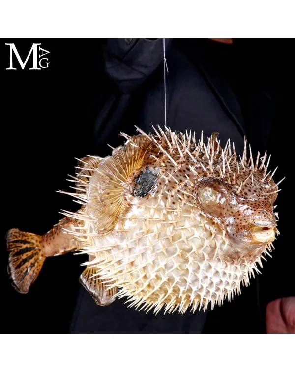 Pesce Palla Essiccato – Tetraodontidae