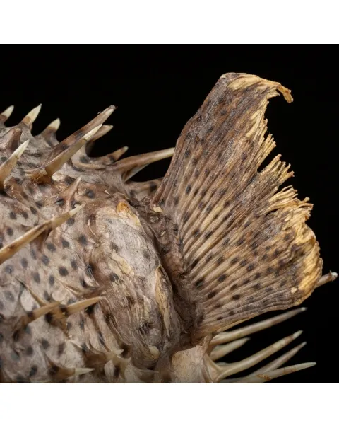 Tetraodontidae sp.