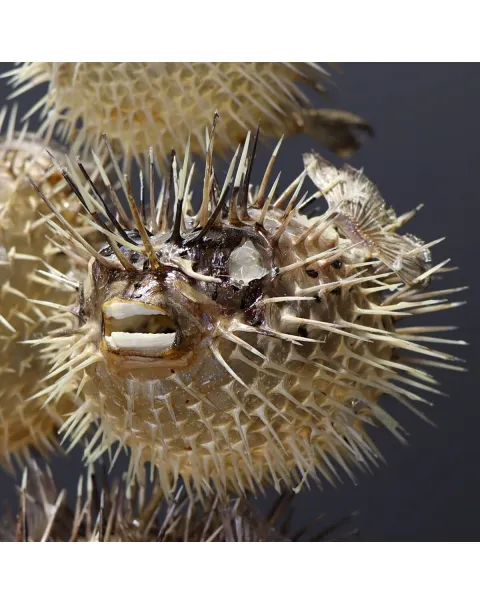 Tetraodontidae sp.